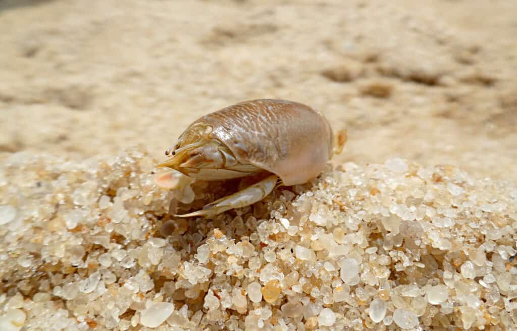 Un granchio talpa grenish/grigiastro su una spiaggia sabbiosa color marrone chiaro.