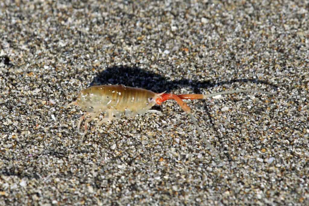 Un ritratto di una tramoggia da spiaggia dalle lunghe corna contro la sabbia.  Assomiglia piuttosto a un minuscolo gambero o krill con un corpo trasparente e due antenne rosso-arancio che sporgono dalla parte anteriore della testa. 