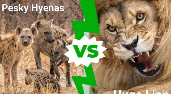 Guarda queste iene schernire e rubare a un enorme leone maschio
