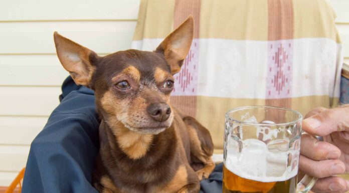 I cani possono bere birra, che dire di altri alcolici?
