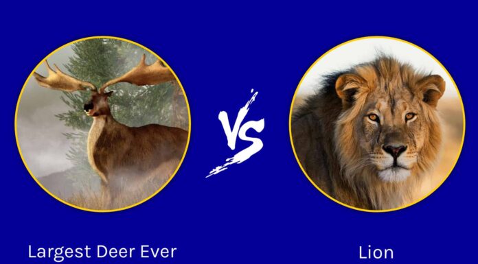 Battaglie epiche: il cervo più grande di sempre contro un leone
