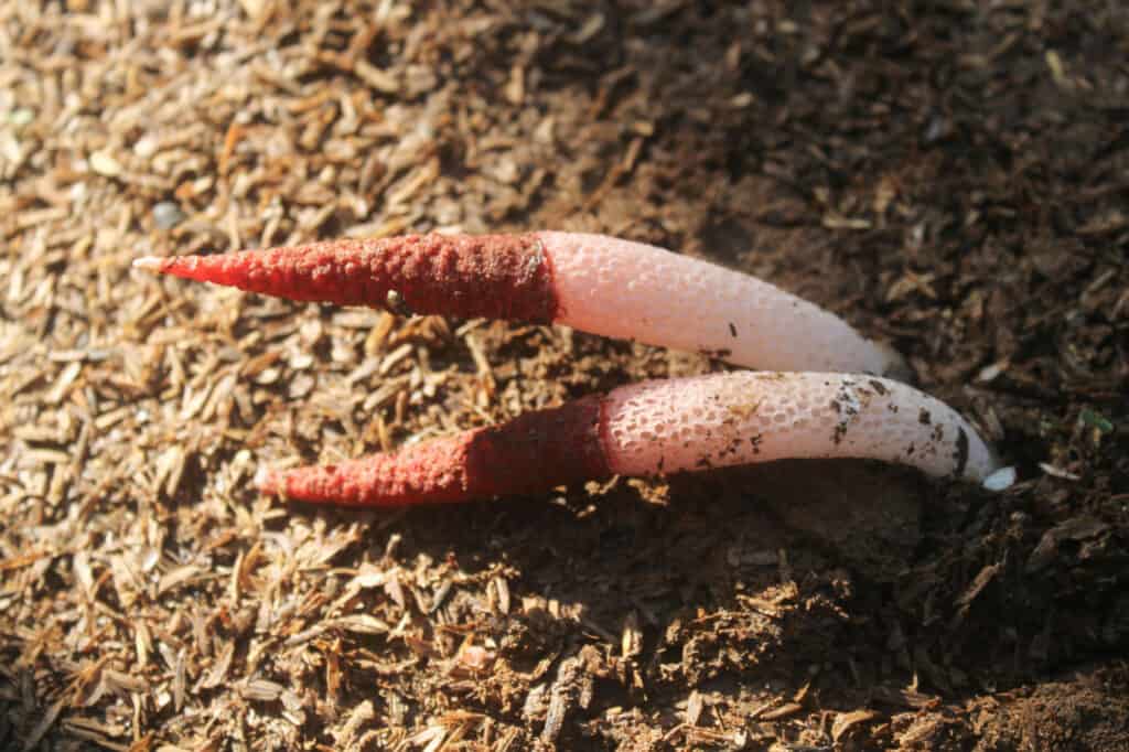 funghi stinkhorn rossi del corvone del primo piano