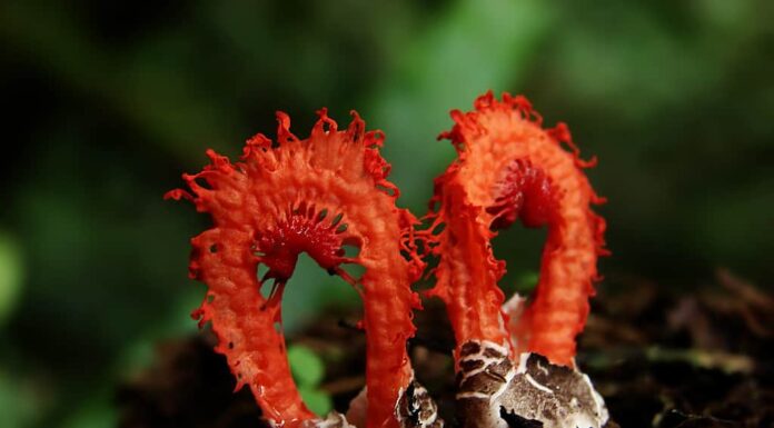 Come sbarazzarsi dei funghi Stinkhorn
