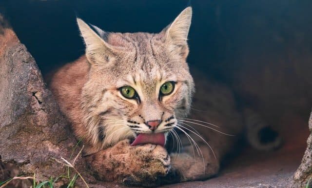 Confronto delle dimensioni del gatto selvatico: quanto sono grandi i gatti selvatici?
