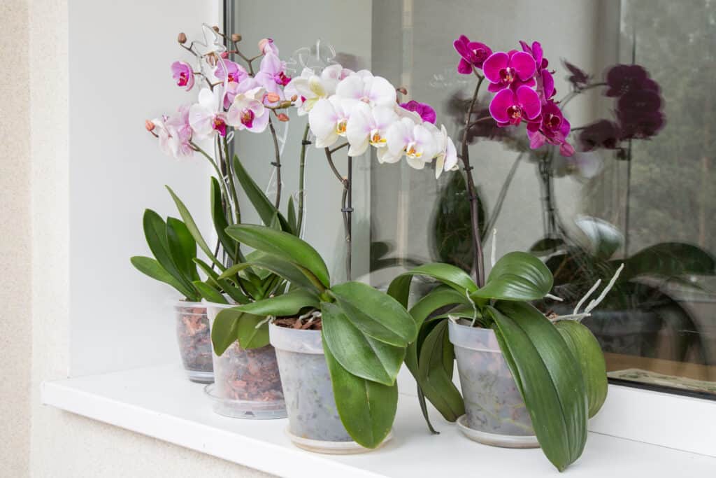 Orchidee multicolori in vaso