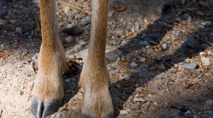 Che aspetto hanno le tracce dei cervi rispetto ad altri animali comuni?
