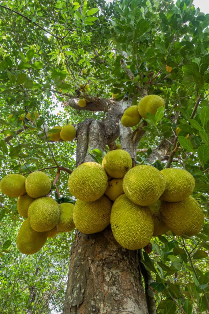20 o più jackfruit giallo-verdi che crescono su un albero.  Il frutto ha una consistenza granulosa ed è enorme.