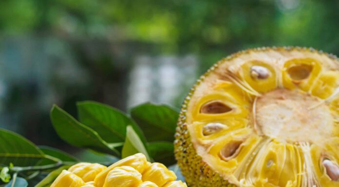 L'albero del pane contro il jackfruit
