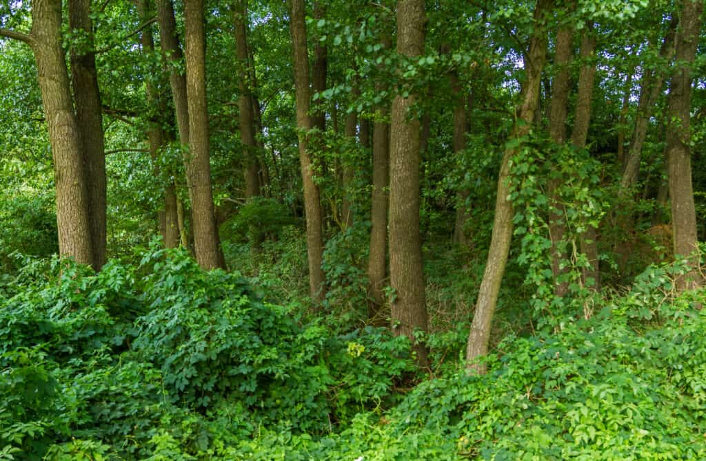 Foresta di ontani (Alnus glutinosa).