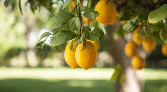 Eureka contro Meyer Lemon Tree: qual è la differenza?

