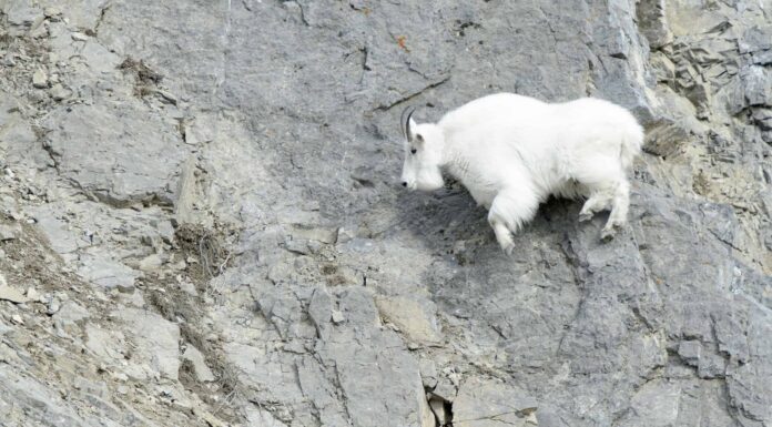 Queste capre di montagna sfidano semplicemente la fisica mentre si arrampicano su una scogliera a strapiombo
