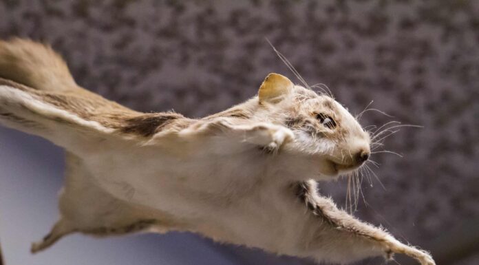 Scopri gli animali più veloci del Rhode Island
