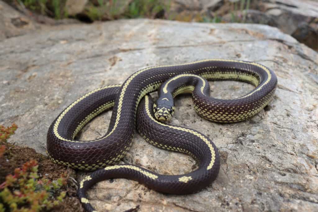 Fase di colore a strisce California Kingsnake (Lampropeltis californiae)