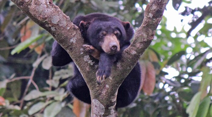  Gli orsi sono notturni o diurni?  Spiegato il loro comportamento durante il sonno
