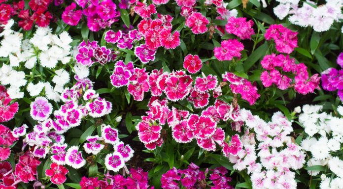 Dianthus: perenne o annuale?
