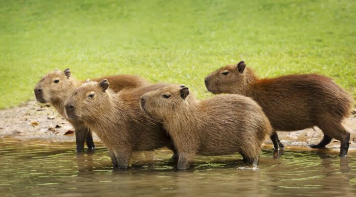 Come si chiama un gruppo di capibara e come si comportano?
