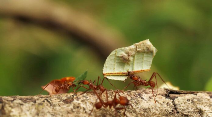 La più grande colonia di formiche sulla Terra
