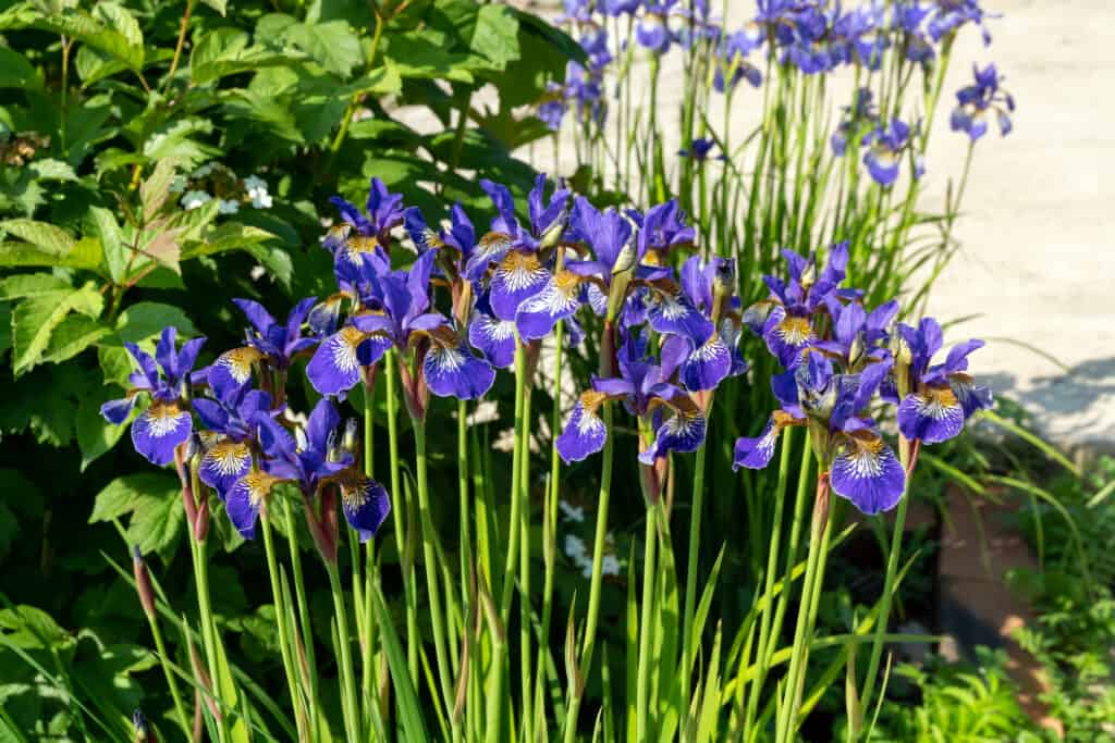Cespugli di iris siberiani in fiore