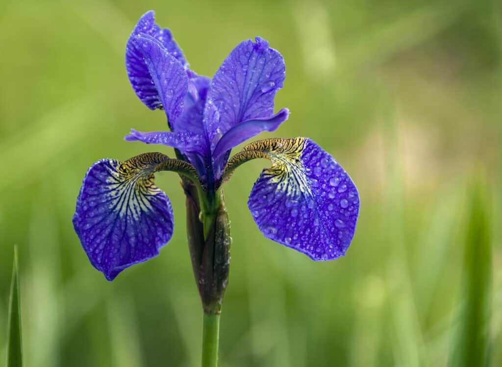 Fiore di iris siberiano