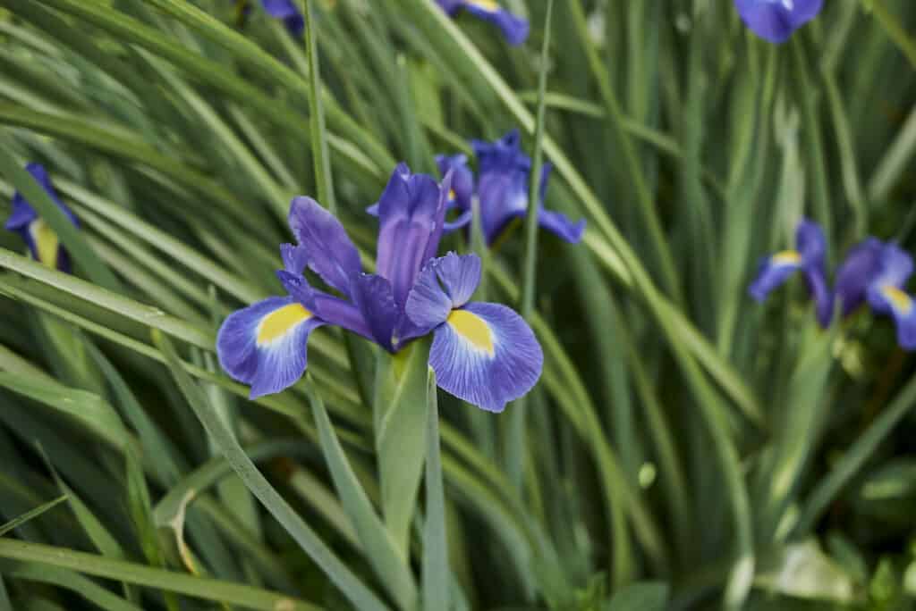 Iris hollandica fiori blu viola