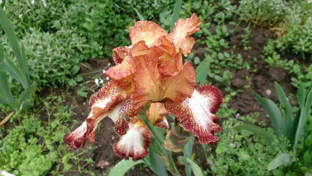 Iris sibirica (iris siberiano) con fiori d'arancio e petali grandi.