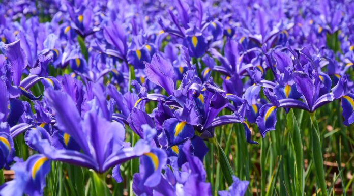 Iris olandese contro iris siberiano: come distinguere
