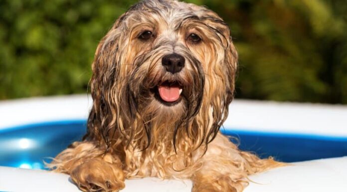 La telecamera riprende il cane di famiglia che ama semplicemente la vita nella loro piscina
