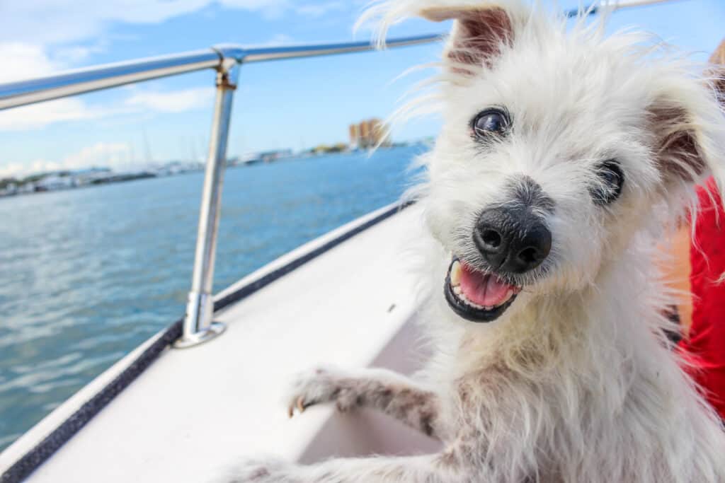 Simpatico cane su una barca