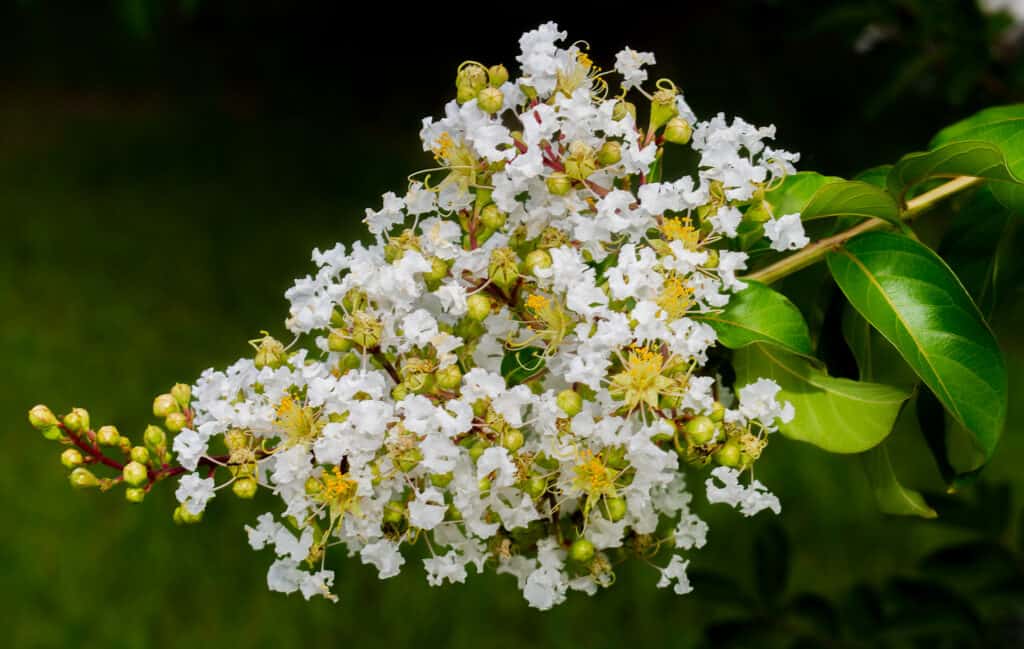 delicati fiori di mirto crespo bianco in un grappolo a forma di cono