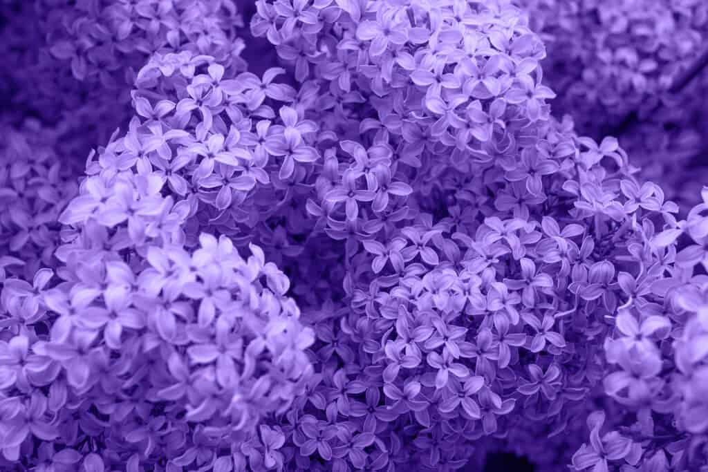 primo piano di fiori lilla