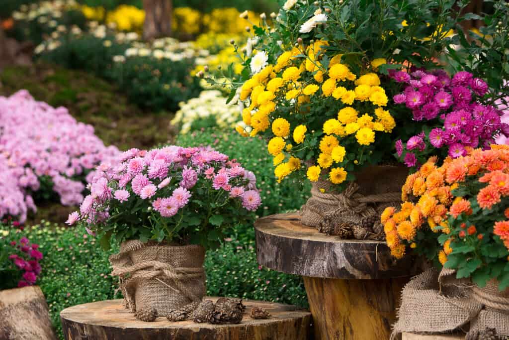 piante di crisantemo in vaso posizionate con cura in giardino