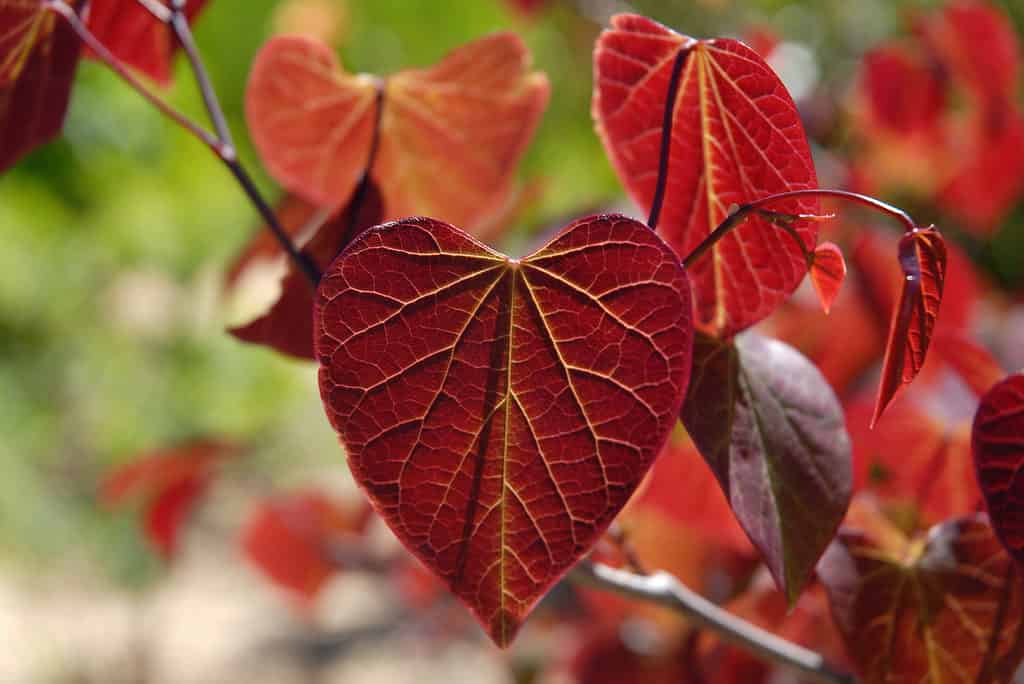 Foglie di redbud pansy foresta rosso vivo.  I boccioli rossi orientali prosperano all'ombra o al sole. 