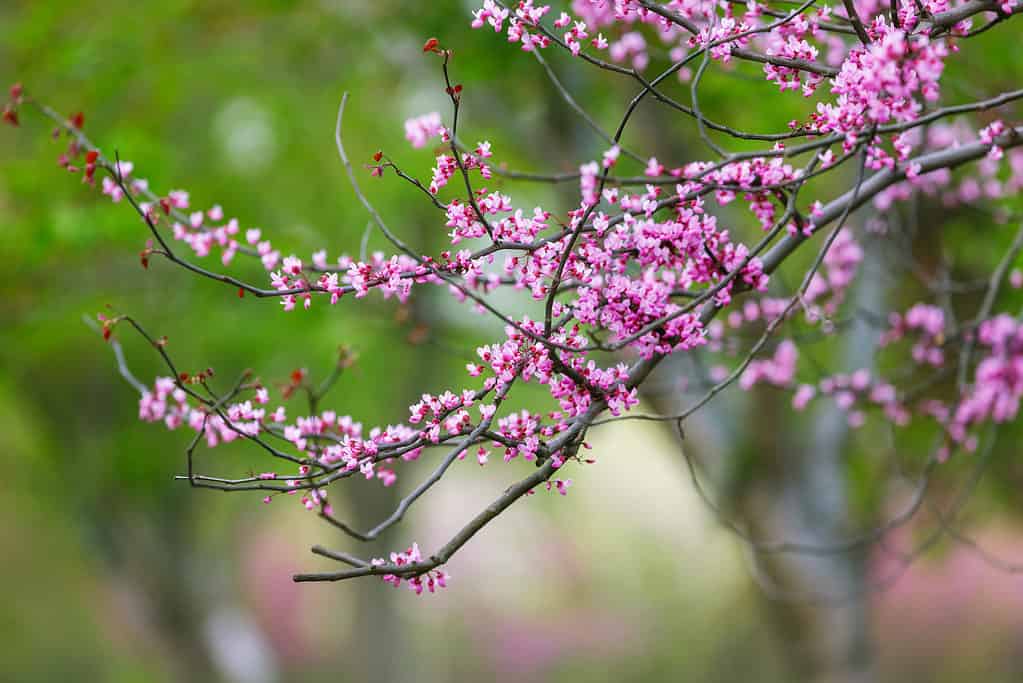 Redbud fiorisce in primavera