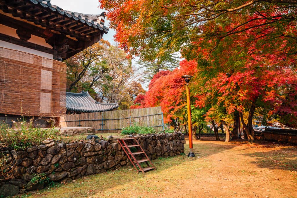 Aceri coreani attorno a un tempio coreano