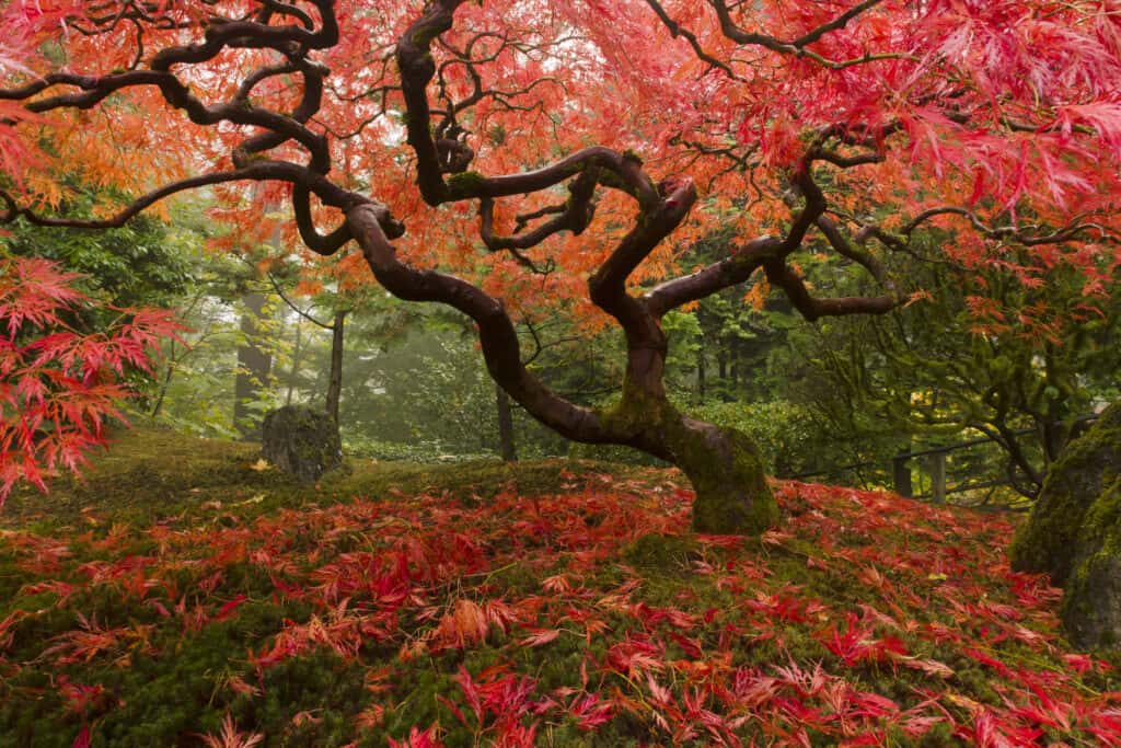 Acero giapponese colorato in una foresta quasi nebbiosa, foglie che coprono il terreno