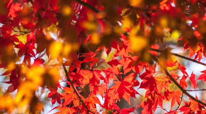 Acero coreano contro acero giapponese: due splendidi alberi per il colore autunnale
