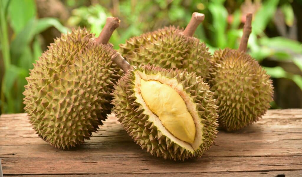 Taglia il durian aperto, esponendo la carne all'interno