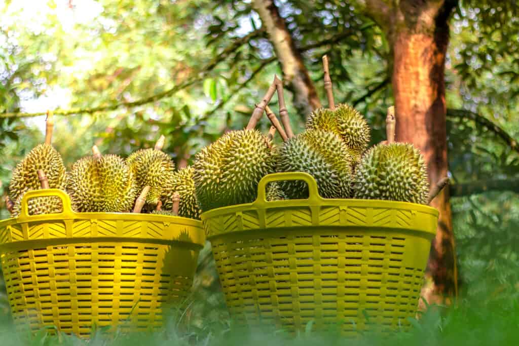 Frutta durian in ceste