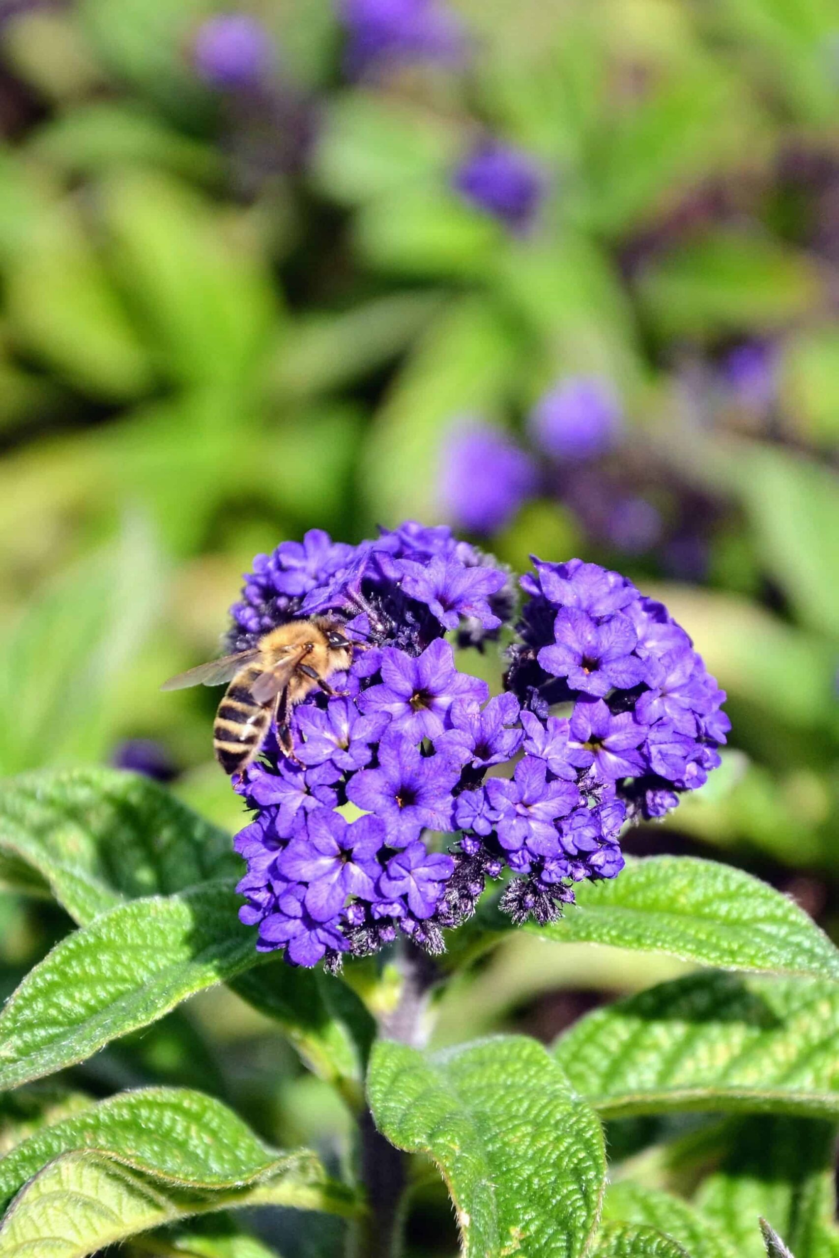 Mounding Lantana vs. Trailing Lantana: qual è la differenza?