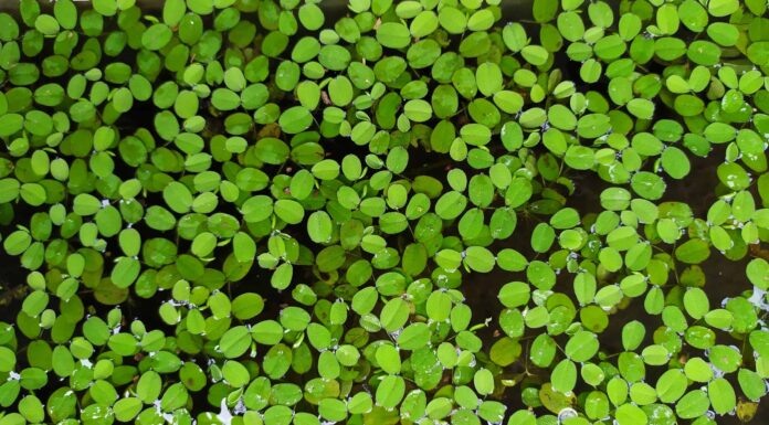 Salvinia Minima vs Lenticchia d'acqua: 5 principali differenze tra queste piante acquatiche
