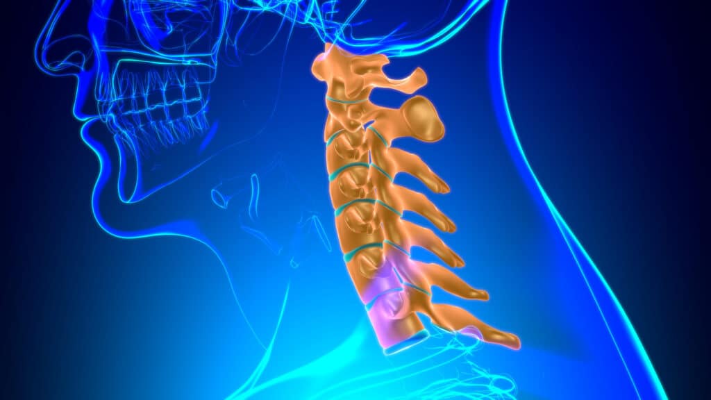 Illustrazione 3D del sistema vertebrale umano