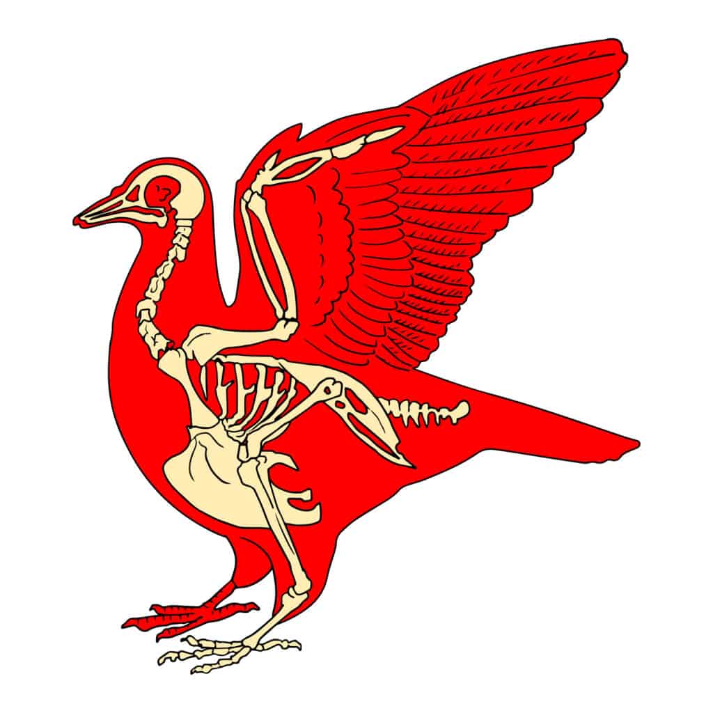 Illustrazione del sistema scheletrico dell'uccello