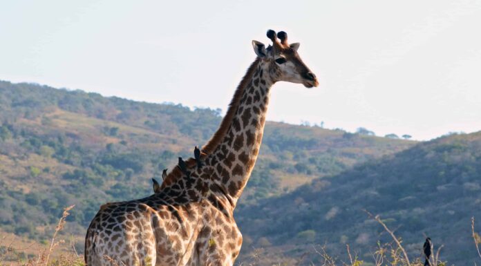 Incredibilmente, gli uccelli hanno più vertebre delle giraffe
