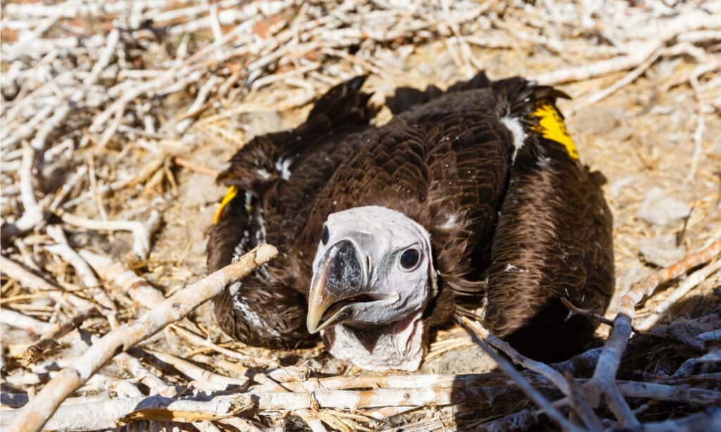 Giovane avvoltoio con lappola a Nest, Jungtier, deserto del Namib, Namib-Naukluft-Nationalpark.  Gli avvoltoi con lappola costruiscono i loro nidi in cima agli alberi spinosi a una buona distanza dagli altri avvoltoi.