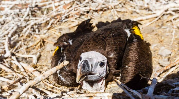 Vulture baby in nest