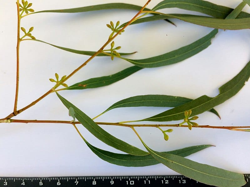 Eucalyptus radiata lascia e germogli accanto a un righello su una superficie bianca