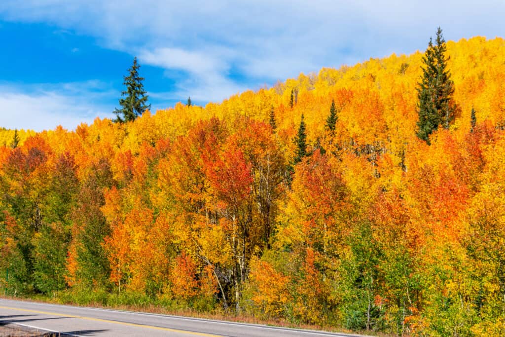 I posti migliori per sbirciare le foglie in Colorado: colori autunnali autunnali sotto il cielo blu lungo la State Highway 65, Grand Mesa Scenic Byway in Colorado