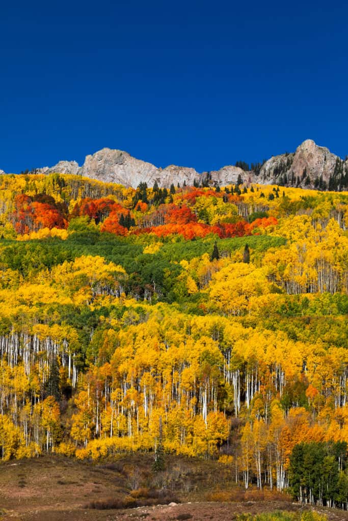 I posti migliori per sbirciare le foglie in Colorado: alberi di pioppo autunnale a Kebler Pass, Colorado