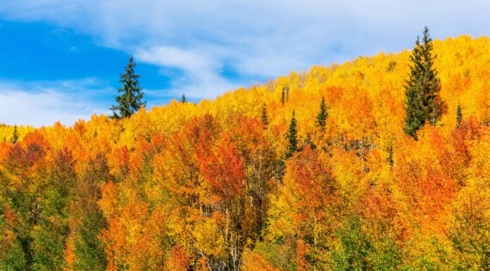 I 9 migliori spot per sbirciare le foglie in Colorado: date di punta, migliori percorsi di guida e altro
