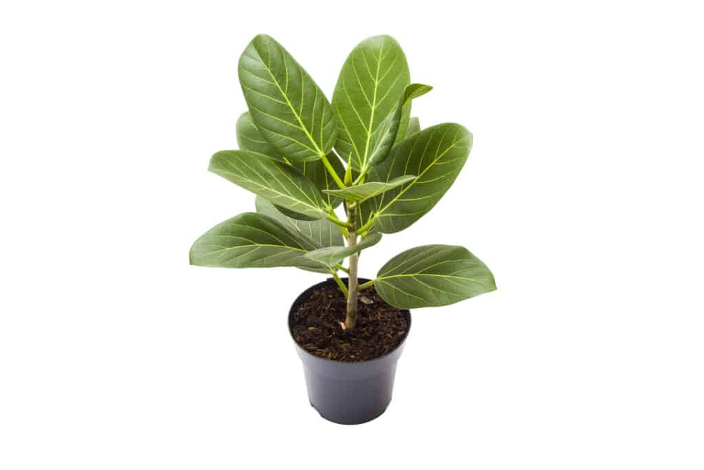 Bellissimo ficus verde isolato su bianco